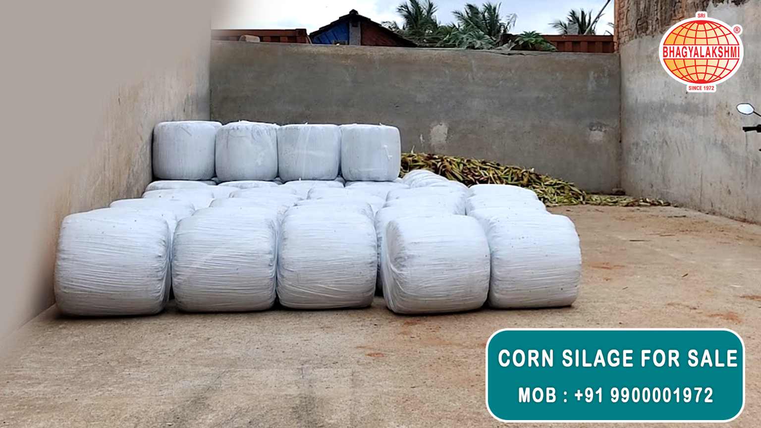 Corn Silage Suppliers in Bangalore | Corn Silage for Sale  |  Corn Silage, Baby Corn Silage manufacturers, suppliers & exporters in Bangalore | corn silage for sale in bangalore |  Sri Bhagyalakshmi Farms Corn Silage Bangalore| Silage Balers | Animal Feed Manufacturers | Production of Silage |Cattle feed manufacturers & suppliers - SBL Farms is solving the biggest fodder crisis in India, by supplying Silage bales, Bailing machines to dairy farmers, Cooperatives, Animal Husbandry | Best Cattle Feed Manufacturers & Silage Suppliers in India | Indias Best Baled Silage Producers